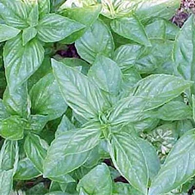 திருநீற்றுப்பச்சிலை
