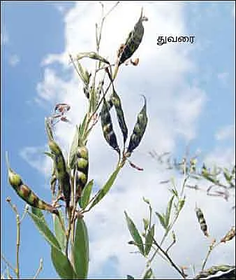 மானாவாரியி்ல் ஒரு டன்... இறவையி்ல் ஒன்றரை டன் ...!