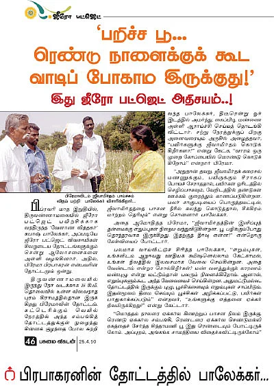 சத்தான வருமானம் கொடுக்கும் சம்பங்கி!