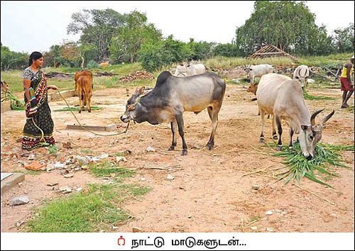 கலப்புப் பயிர் சாகுபடி... கையைக் கடிக்காத வருமானம்!