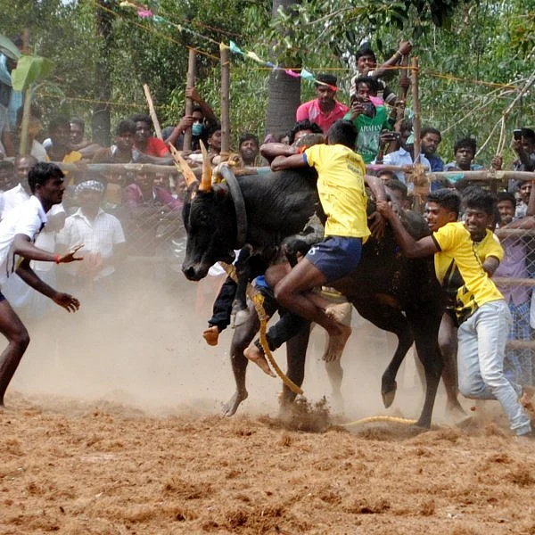 கஜா சேதத்தை இப்படியும் சரிக்கட்டலாம்! - ஜல்லிக்கட்டு பார்க்க வந்தவர்களை ஆச்சரியப்படுத்திய மாமரத்தடி நண்பர்கள்