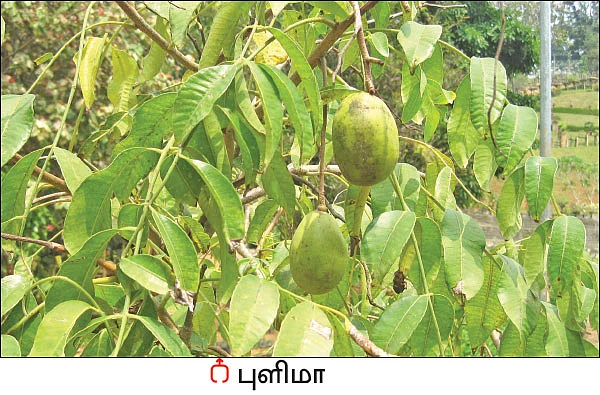 நல்மருந்து - தெரிந்த செடிகள்... தெரியாத பயன்கள்! - 19