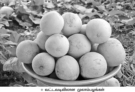 முத்தான வருமானம் கொடுக்கும் முலாம்பழம்!