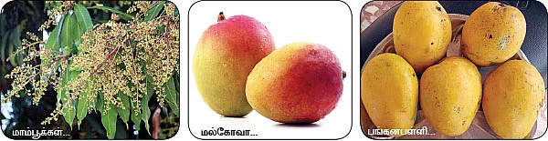 மாயா டீச்சரின் மந்திரக் கம்பளம்!