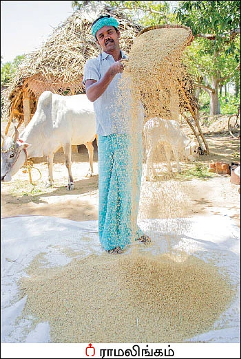 விதைச் சேமிப்பில் பாரம்பர்ய உத்திகள்!