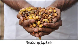 வெகுமதி கொடுக்கும் வேம்பு !