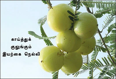 கரிசலில் காய்த்துக் குலுங்கும் நெல்லி !