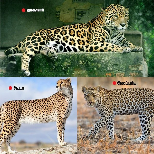 ஜாகுவார், சீட்டா, லெப்பர்ட்... ஒரே உருவம்...ஆனால், ஒவ்வொன்றும் ஒருவிதம்!