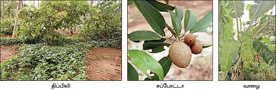 கோகோ பாக்கு வாழை திப்பிலி மிளகு...