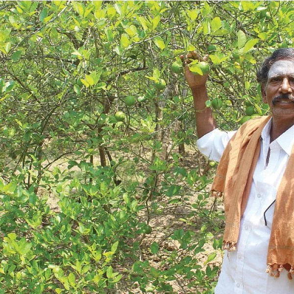 அப்பர் விதைத்த எலுமிச்சை மரங்கள்... - பாரம்பர்யம் காக்கும் ‘ஆண்டார்பந்தி’ கிராமம்!