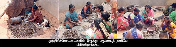 மணக்கும் மருங்கூர் முந்திரி!