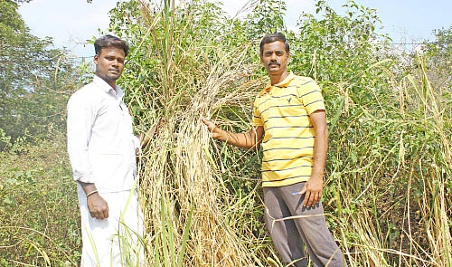 காட்டுயானம், காலா நமக்... பாரம்பர்ய ரகத்தில் சாதனை படைக்கும் இளைஞர்கள்!