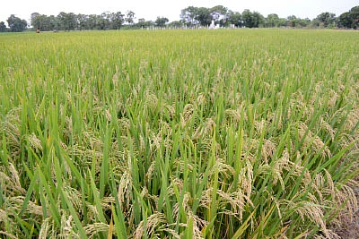 நெல், சோளம், கோதுமை...