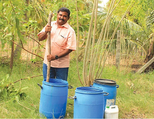ஒரு ஏக்கர்... ரூ 3 லட்சம்! கொட்டிக் கொடுக்கும் கொய்யா!