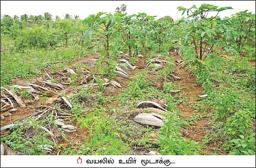கலப்புப் பயிர் சாகுபடி... கையைக் கடிக்காத வருமானம்!