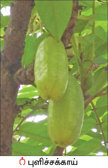 நல்மருந்து - தெரிந்த செடிகள்... தெரியாத பயன்கள்! - 19
