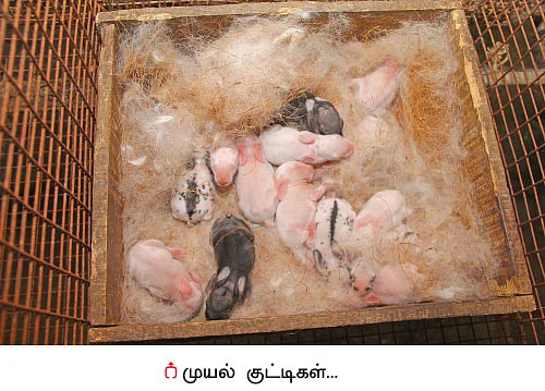 முத்தான வருமானம் தரும் முயல் வளர்ப்பு!