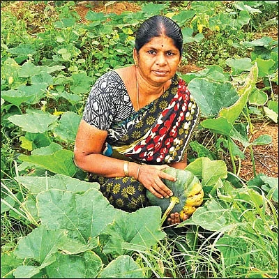 கலப்புப் பயிர் சாகுபடி... கையைக் கடிக்காத வருமானம்!