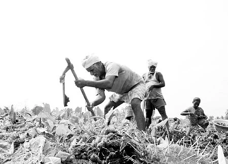 செழிப்பான வருமானம் தரும் சேம்பு!