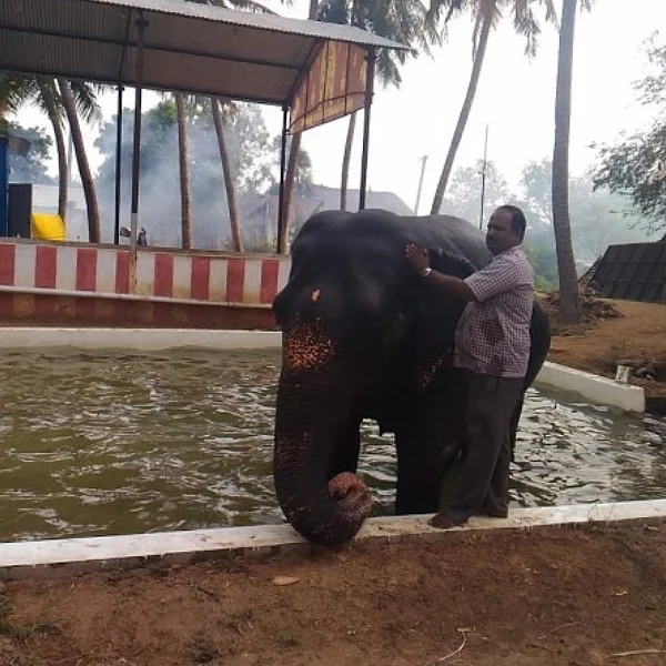 யானைகளுக்கு நீச்சல் குளம், தங்குவதற்கு தனி மண்டபம்... வறட்சியிலும் கைவிடாத விவசாயி!