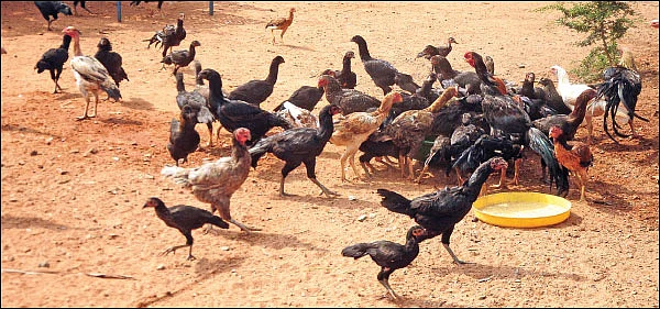 நாட்டுக் கோழிகளுக்கும் நாட்டு மருத்துவம்!