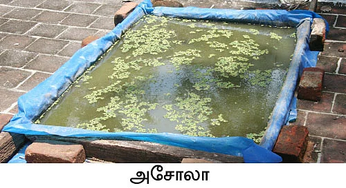 நீங்கள் கேட்டவை: “ஹைட்ரோஃபோனிக்ஸ் பசுந்தீவனம் லாபம் கொடுக்குமா?”