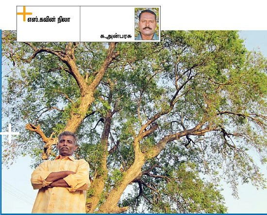 நல்லன எல்லாம் செய்யும் நாவல் மரம்!