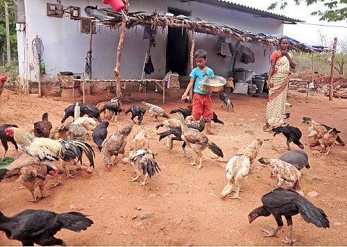 ஆரம்ப முதலீடு 550 ரூபாய்... ஆண்டு லாபம் 5 லட்ச ரூபாய்!