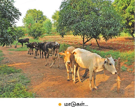 12 ஏக்கரில் 17 லட்சம் வருமானம்...