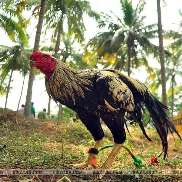 `கம்பீரத் தோற்றம், முரட்டுப் போர்க்குணம்...’ கிளிமூக்குச் சேவல்களின் சுவாரஸ்யம்!
