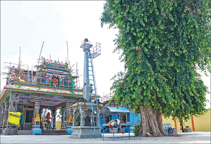 மகமாயி கோயிலில் தெய்வ விருட்சம்!