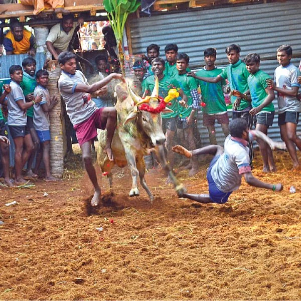மஞ்சுவிரட்டுக்கு நாள் குறித்த அரசு... தமிழர்களின் மரபுக்குப் புறம்பானதா?