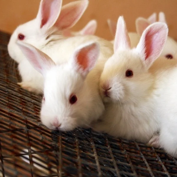 600 சதுரஅடி போதும்... முயல் வளர்ப்பில் அசத்தலான லாபம் பார்க்கலாம்! #RabbitFarming