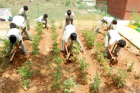 காய்கறி வளர்ப்பு...