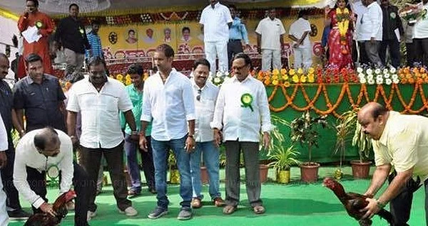 உச்சநீதிமன்ற தடையை மீறி ஆந்திராவில் சேவல் சண்டை: தொடங்கி வைத்தார் எம்.பி!
