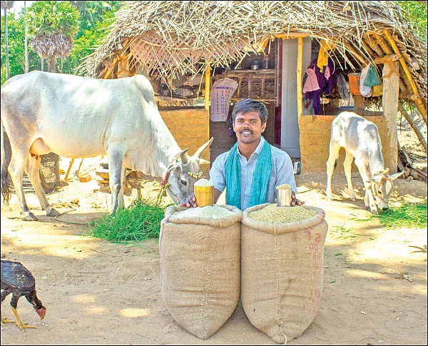 கிச்சிலிச் சம்பா... வியக்க வைக்கும் மறுதாம்பு மகசூல்!