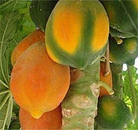 ஆன்டிபயாடிக் ஆபத்துக்கு அணைபோடும் பப்பாளி!