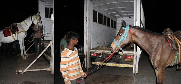 சவாரிக்குப்பின் அனாதையாக்கப்படும் குதிரைகள்!
