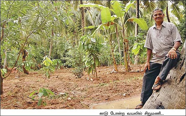 கோகோ பாக்கு வாழை திப்பிலி மிளகு...