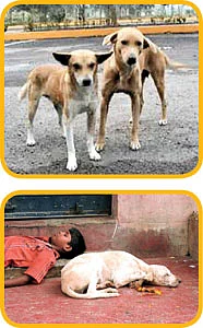 வலையோசை : ஓலைக்கணக்கன்