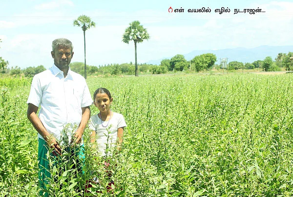 ஒரு ஏக்கர்... 90 நாள்... 64,000 ரூபாய்... குறைந்த செலவில், கொழிக்கும் எள்!