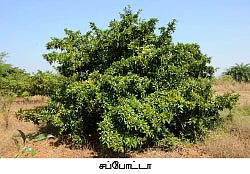 மா... நெல்லி... கொய்யா... சப்போட்டா...