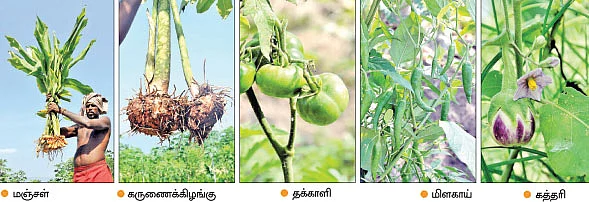 60 சென்ட் நிலத்தில் 60 பயிர்கள்...
