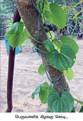 காவளிக் கிழங்கு...