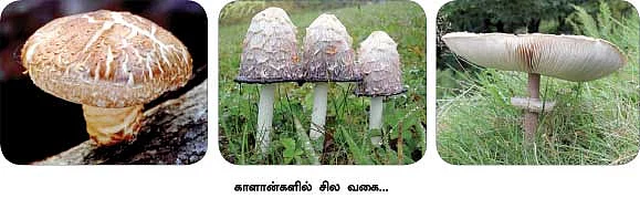 மாயா டீச்சரின் மந்திரக் கம்பளம் !