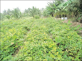 உரச்செலவைக் குறைத்த ஊடுபயிர்...