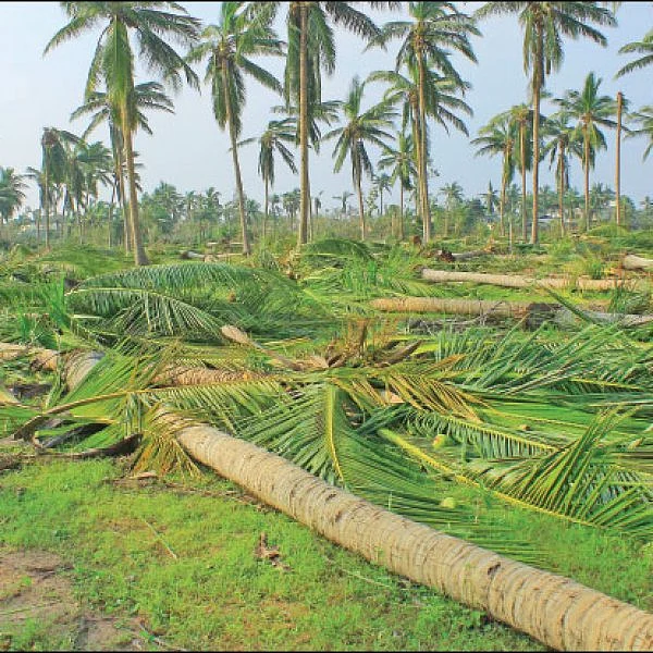 கஜா தாண்டவம்