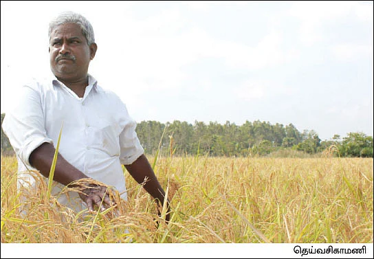 மனைக்காக வாங்கிய நிலத்தில்... மனம் குளிரும் விவசாயம்..!