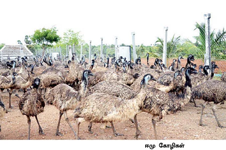 குபேரன் ஆக்குமா ஈமு?