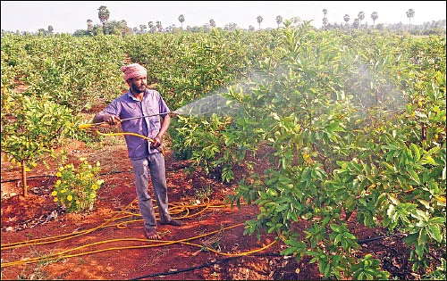 10 ஏக்கர்... ஆண்டுக்கு ரூ 30 லட்சம் வருமானம்! - கொட்டிக் கொடுக்கும் கொய்யா